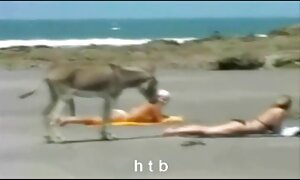 بلوند عکس وفیلم سوپر وسکس سرسبز عاشق بیضه است